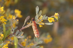 Senna artemisioides alicia