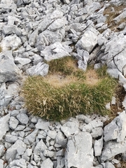 Festuca scoparia