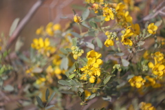 Senna artemisioides alicia