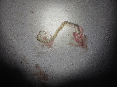 Python bivittatus