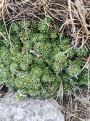 Draba dedeana