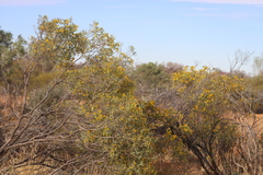 Senna artemisioides alicia