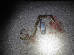 Python bivittatus