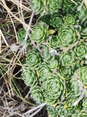 Draba dedeana