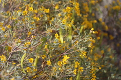 Senna artemisioides alicia