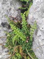 Asplenium viride