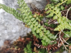 Asplenium viride