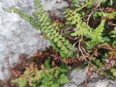 Asplenium viride