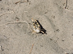 Melanoplus packardii