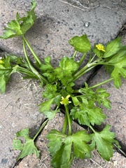 Ranunculus muricatus