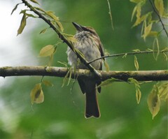 Myiodynastes maculatus