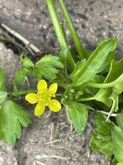 Ranunculus muricatus