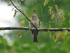 Myiodynastes maculatus