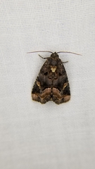 Homophoberia apicosa