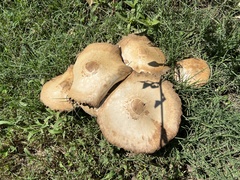 Chlorophyllum molybdites