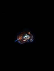 Euprymna