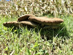 Chlorophyllum molybdites