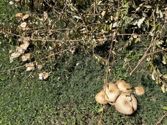 Chlorophyllum molybdites