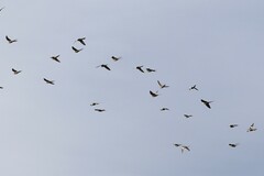 Nymphicus hollandicus