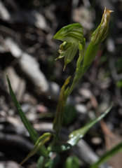 Pterostylis smaragdyna