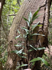 Acacia confusa