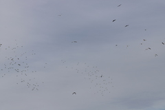 Nymphicus hollandicus