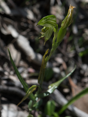 Pterostylis smaragdyna