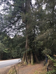 Nothofagus cunninghamii