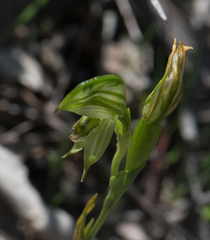 Pterostylis smaragdyna