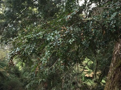 Nothofagus cunninghamii