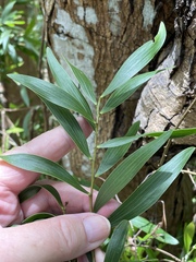 Acacia confusa