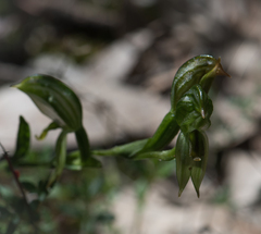 Pterostylis melagramma