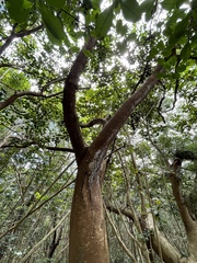 Acacia confusa