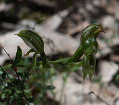 Pterostylis melagramma