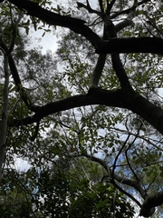 Acacia confusa