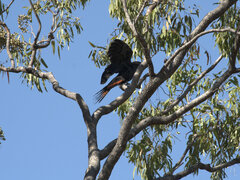 Calyptorhynchus banksii