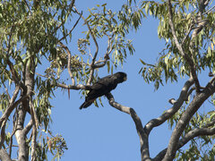 Calyptorhynchus banksii