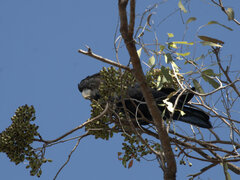 Calyptorhynchus banksii