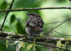 Myiodynastes maculatus
