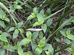 Tradescantia fluminensis