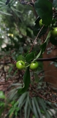 Diospyros anisandra