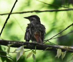 Myiodynastes maculatus