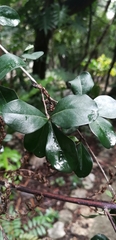Diospyros anisandra