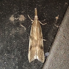 Peoria longipalpella