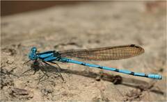 Argia fissa