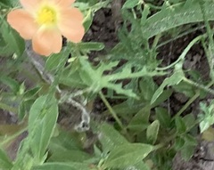Sphaeralcea pedatifida