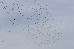 Melopsittacus undulatus
