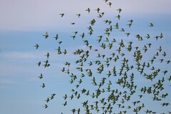 Melopsittacus undulatus