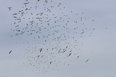 Melopsittacus undulatus