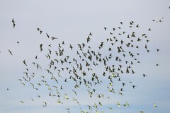 Melopsittacus undulatus